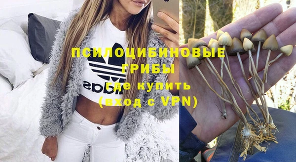 прущие грибы Новокубанск