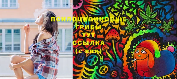 индика Новозыбков